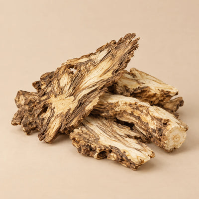 Chinese Angelica Root Head