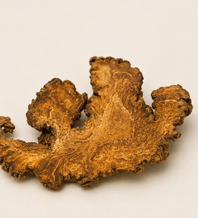 Sichuan Lovage Rhizome